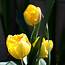 Three Yellow Tulips Picture  Free Photograph Photos Public Domain