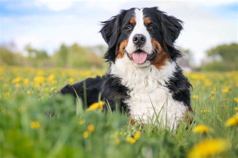 10 Of The Biggest Fluffy Dog Breeds Great Pet Care