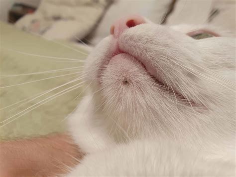 Chin Acne In Cats Vetbabble