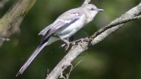 Mockingbird Sounds Mimicking And Singing Song Youtube