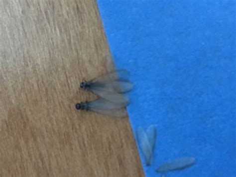Flying Termites? - Pest Control - DIY Chatroom Home ...