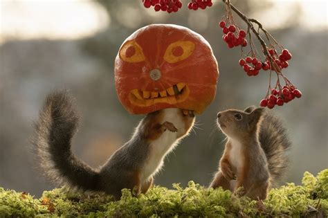 These Squirrels Are Ready For Halloween
