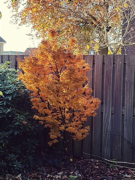 It seems to do well with a lot of shade. Japanese maple Shishigashira : gardening