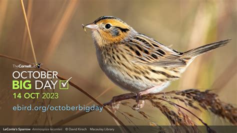 Ebird October Big Day Birds Canada Oiseaux Canada