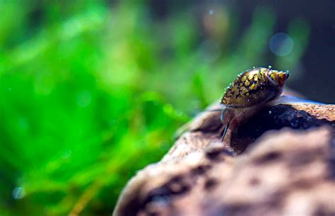 There are a few easy ways to get rid of pest snails in the aquarium, as long as you are okay with killing them these ways are proven very these snails hunt other small snails and can quickly rid your tank of them. Snails In My Tropical Aquarium - 1000+ Aquarium Ideas