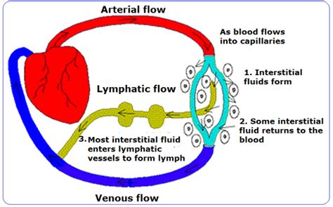 Pin On Lymphatic System