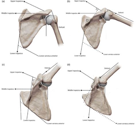 The Scapular Movement In Relation To Humeral Abduction And The
