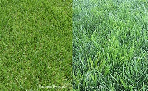 Perennial Ryegrass Vs Tall Fescue Differences Selection Guide