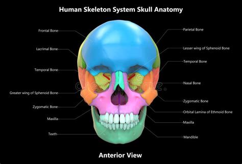 Skull A Part Of Human Skeleton System Anatomy Anterior View With
