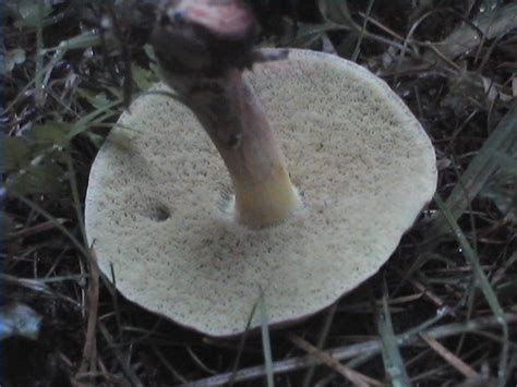 Poisonous Boletes Mushroom Hunting And Identification