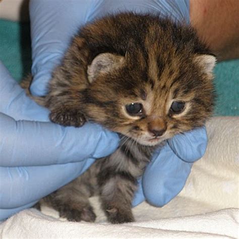 Kittens First To Be Born Via In Vitro The Mary Sue