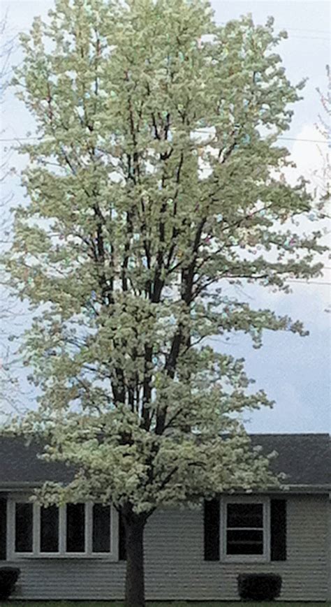 Tall Tree With White Flowers