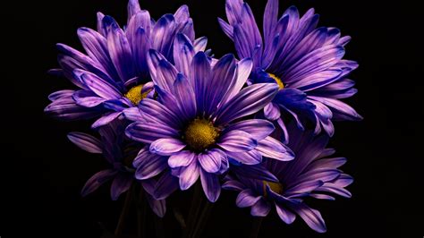 Download 1920x1080 Wallpaper Violet Flower Chrysanthemum Flower Full