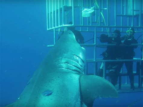 New Footage Of Largest Shark Ever Filmed Released Inverse