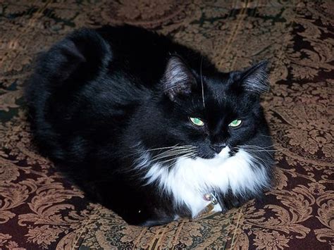 Unleash The Charm Of Tuxedo Cats Facts And Personality