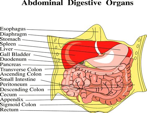 Abdominal Anatomy Pictures Female Female Anatomy Stock Illustration