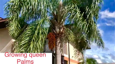 How To Grow A Queen Palm From Seed Youtube