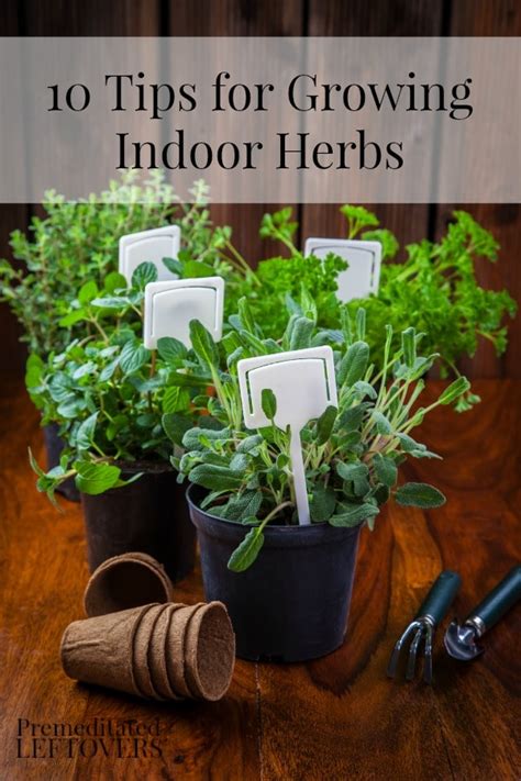 Maybe you would like to learn more about one of these? tips for growing indoor herbs