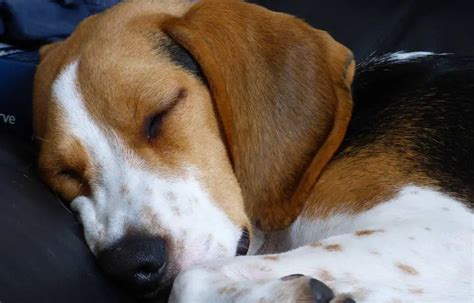 Why Do Beagles Sleep So Much Beagle Care