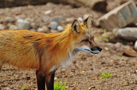 Free Images Nature Sweet Cute Portrait Predator Fauna Red Fox