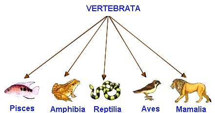 Hewan vertebrata adalah hewan bertulang belakang. Ciri-Ciri Vertebrata (Hewan Bertulang Belakang) dan Klasifikasinya - Qoroa.ID