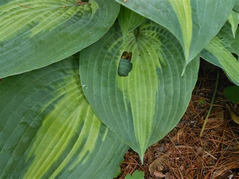 Sproutsandstuff Holes In Hosta Leaves It Might Not Be Who You Think