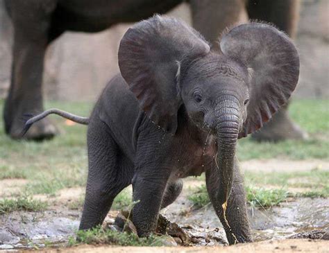 The 35 Cutest Baby Elephants You Will See Today With Images Cute