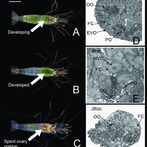 Pdf Sexual System Reproductive Cycle And Embryonic Development Of The Red Striped Shrimp