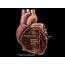 What Is The Job Of Coronary Arteries  Retro