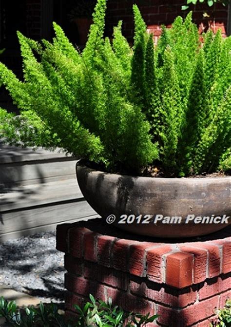 The foxtail fern (asparagus meyeri) is also attractive as an accent in a large container. Houston Open Days Tour 2012: Lofgren-Bayer Garden - Digging