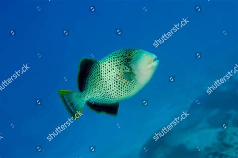 Yellowmargin Triggerfish Pseudobalistes Flavimarginatus Swims Blue