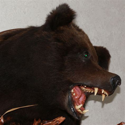 Siberian Brown Bear Taxidermy Head Shoulder Mount Taxidermied