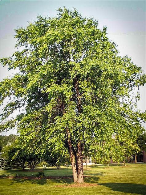 River Birch For Sale Online The Tree Center