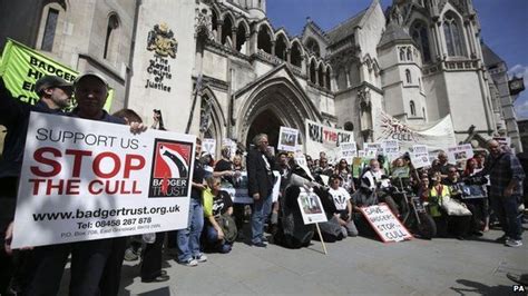 Badger Cull Appeal Allowed In High Court Ruling Bbc News