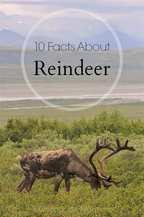 Did You Know Fun Facts About Reindeer To And Fro