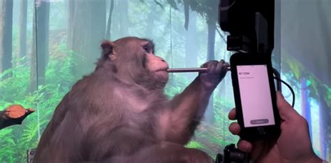 WATCH: Monkey playing Pong with its brain-computer technology