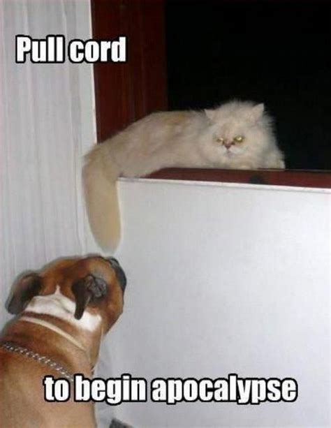 Funniest Cat Memes Ever