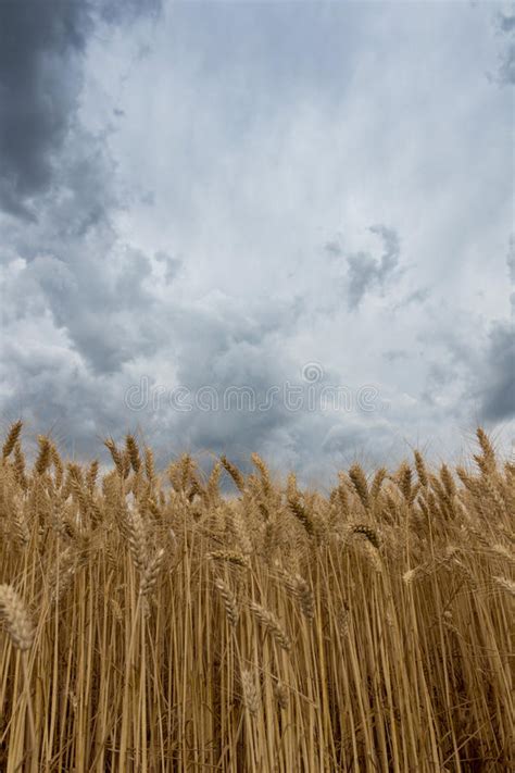 Storm Clouds Over Wheat Field Stock Photo Image Of Dark Background