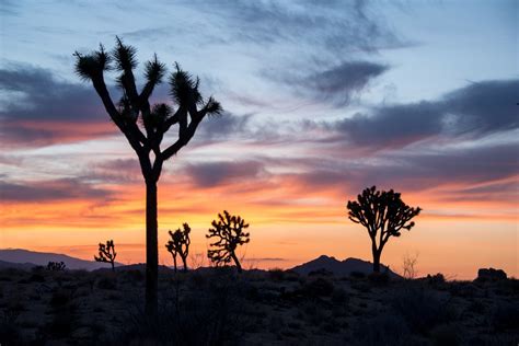 Free Images Landscape Tree Nature Horizon Wilderness Mountain