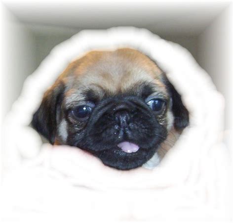 Pug Dog Breed Information Puppies And Pictures
