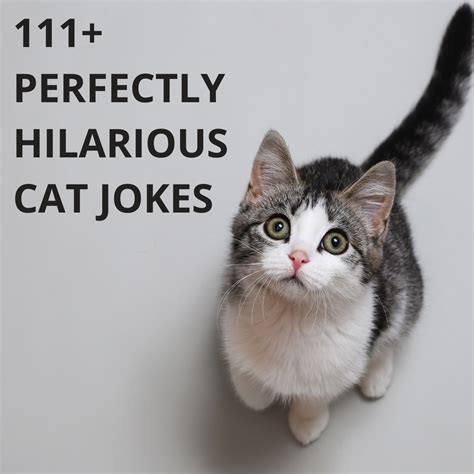 111 Best Cat Jokes For A Perfect Hilarious Laugh