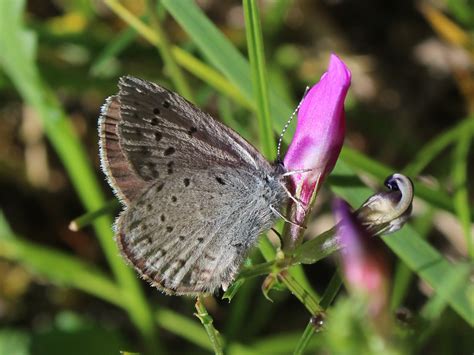 2021 Update On The Fenders Blue Butterfly Institute For Applied Ecology