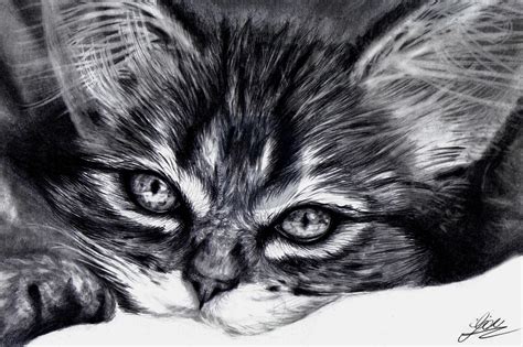 How To Draw A Realistic Kitten Cute Kitten Step By Step