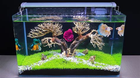Find a filter that's just right for your betta. How To Make Bonsai Aquatic Planted Aquarium | DIY Aquascape No Co2 For Betta Fish Tank | Blog ...