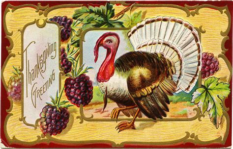 Thanksgiving Turkey Postcard ~ Free Vintage Image Vintage