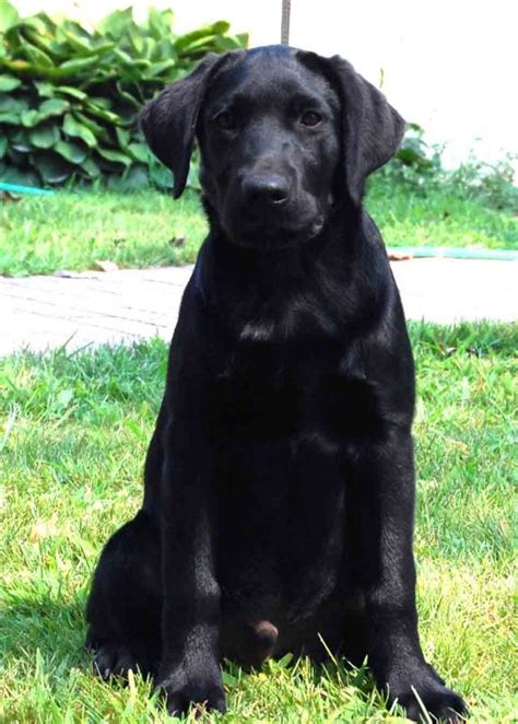 We have breeds with high quality akc family pets and gun dogs! Deep Run Farm Hunting Retriever Puppies - Labrador ...