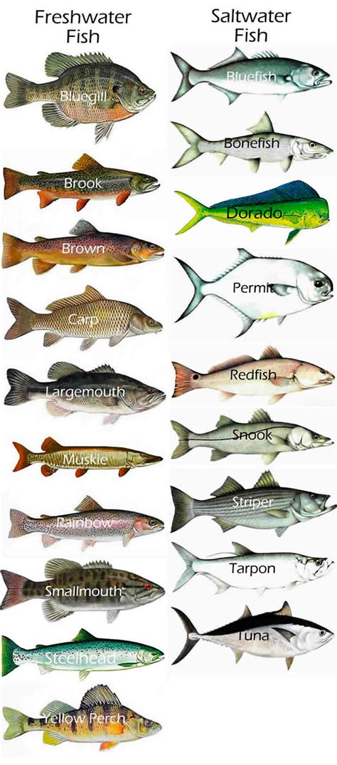 Types Of Fish With Their Name Picture And Flavor Comprehensive Guide