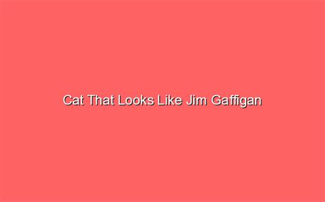 Cat That Looks Like Jim Gaffigan Sonic Hours