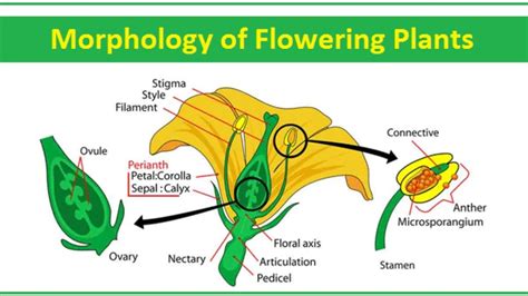 Morphology Of Angiosperms Class 11th Youtube