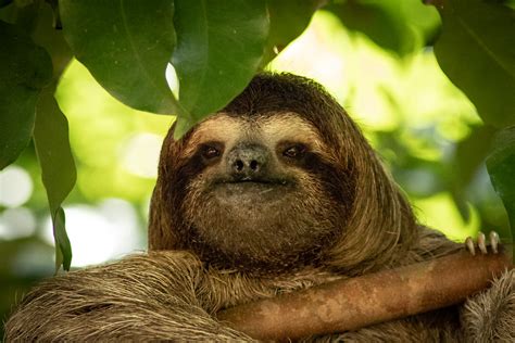 Bradypus Variegatus Brown Throated Three Toed Sloth Br Flickr